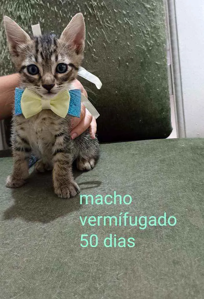 Gato ra a Srd idade 2 a 6 meses nome Gatinhos 