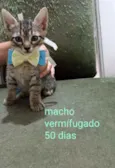 Gatinhos