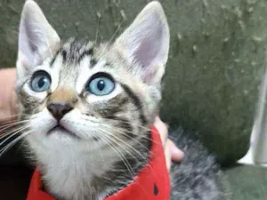 Gato raça Srd idade 2 a 6 meses nome Gatinhos 