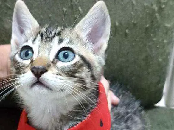 Gato ra a Srd idade 2 a 6 meses nome Gatinhos 