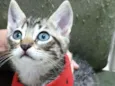 Gatinhos