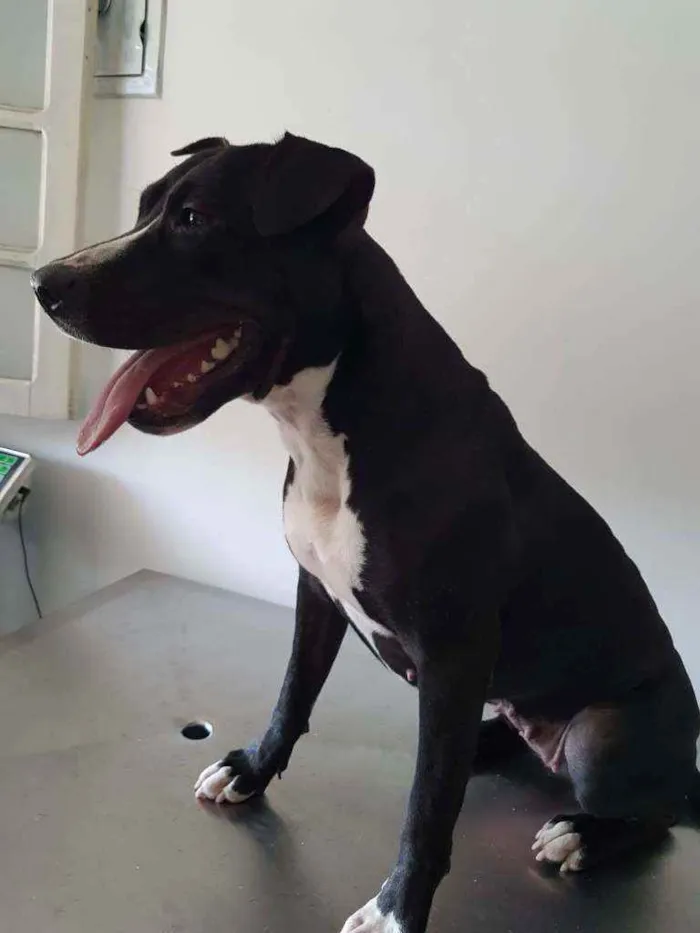 Cachorro ra a Pit Bull idade 1 ano nome Sarah