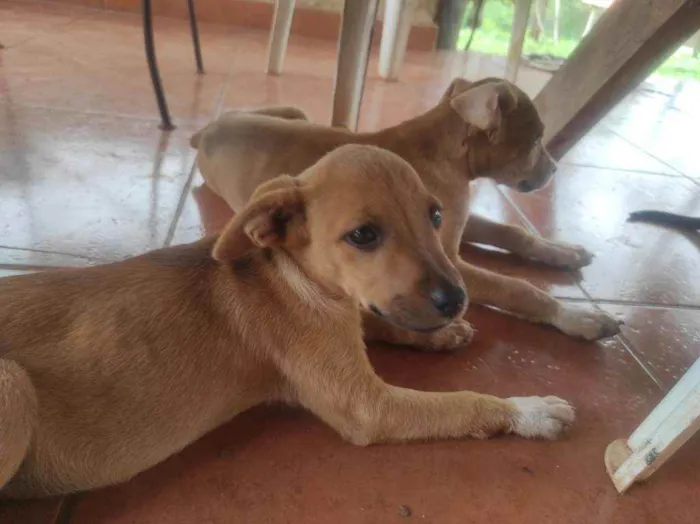 Cachorro ra a Cruza entre Vira-Lata e Fila  idade Abaixo de 2 meses nome Sem nome(s)