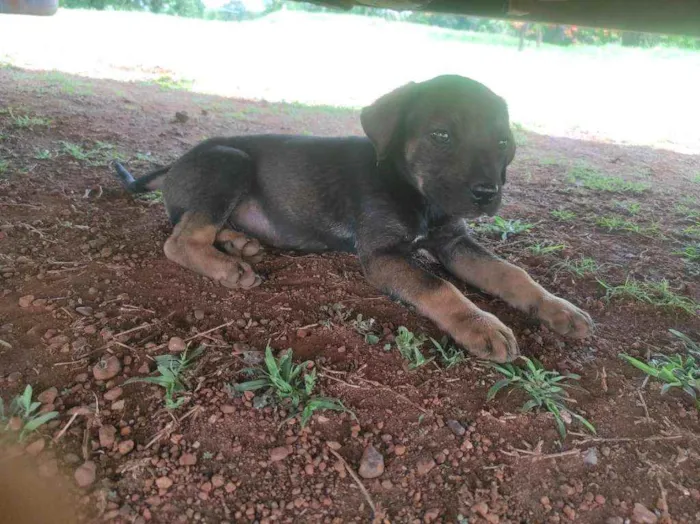 Cachorro ra a Cruza entre Vira-Lata e Fila  idade Abaixo de 2 meses nome Sem nome(s)