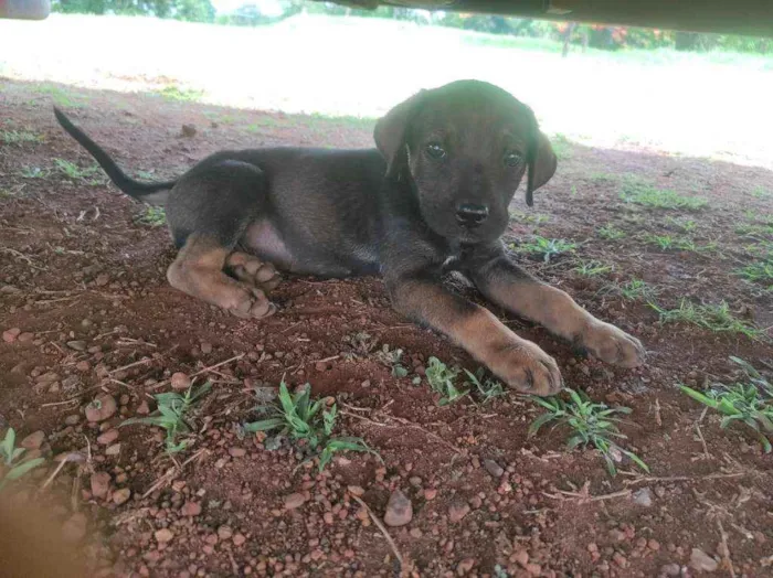 Cachorro ra a Cruza entre Vira-Lata e Fila  idade Abaixo de 2 meses nome Sem nome(s)