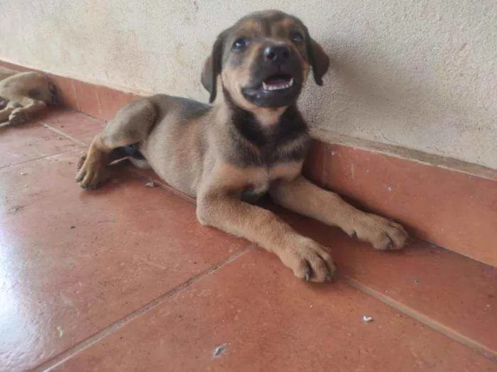 Cachorro ra a Cruza entre Vira-Lata e Fila  idade Abaixo de 2 meses nome Sem nome(s)