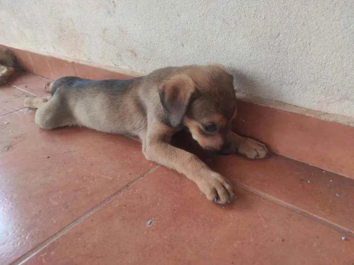 Cachorro ra a Cruza entre Vira-Lata e Fila  idade Abaixo de 2 meses nome Sem nome(s)