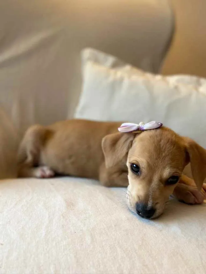 Cachorro ra a SRD idade 2 a 6 meses nome Brisa