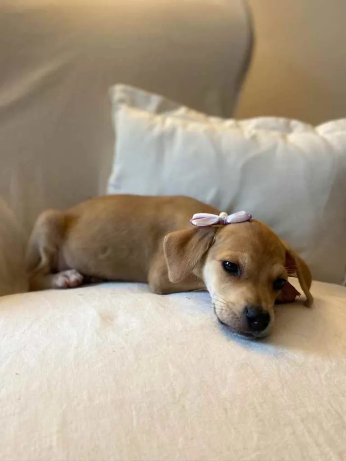 Cachorro ra a SRD idade 2 a 6 meses nome Brisa