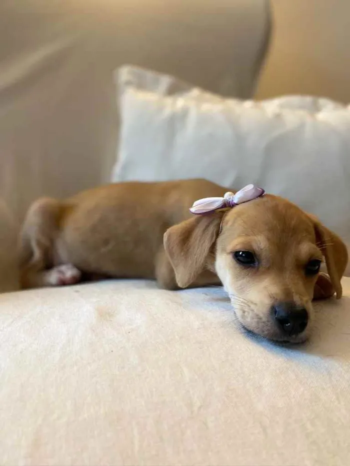 Cachorro ra a SRD idade 2 a 6 meses nome Brisa