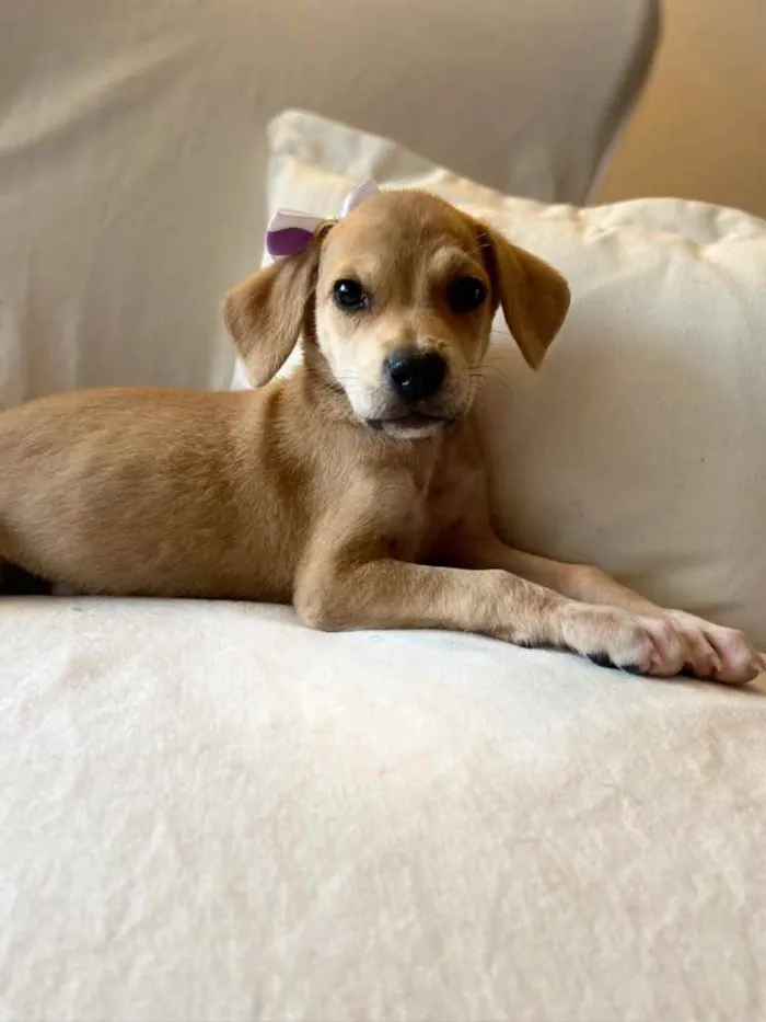 Cachorro ra a SRD idade 2 a 6 meses nome Brisa