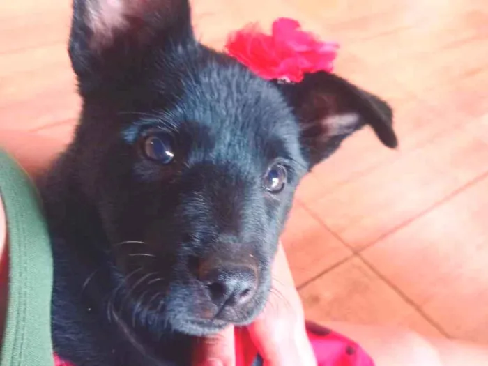 Cachorro raça Labrador idade 2 a 6 meses nome Mily