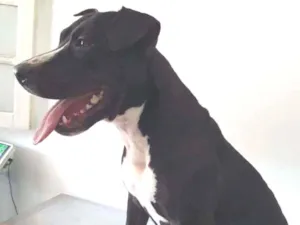 Cachorro raça Pit Bull idade 1 ano nome Sarah