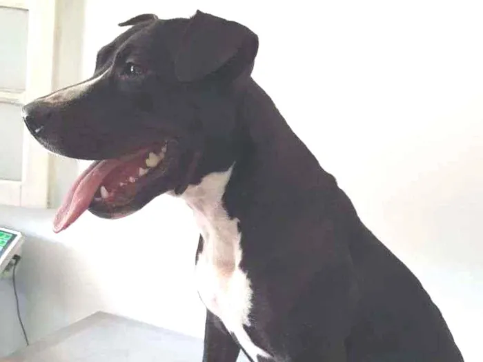 Cachorro ra a Pit Bull idade 1 ano nome Sarah