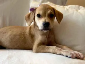 Cachorro raça SRD idade 2 a 6 meses nome Brisa