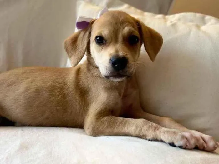Cachorro ra a SRD idade 2 a 6 meses nome Brisa