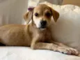 Brisa