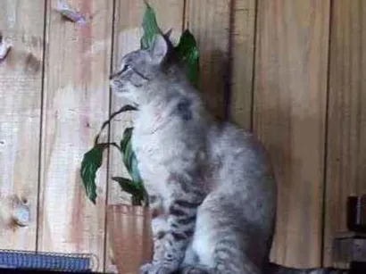 Gato raça Misturado com ciamês idade 2 anos nome Juninho