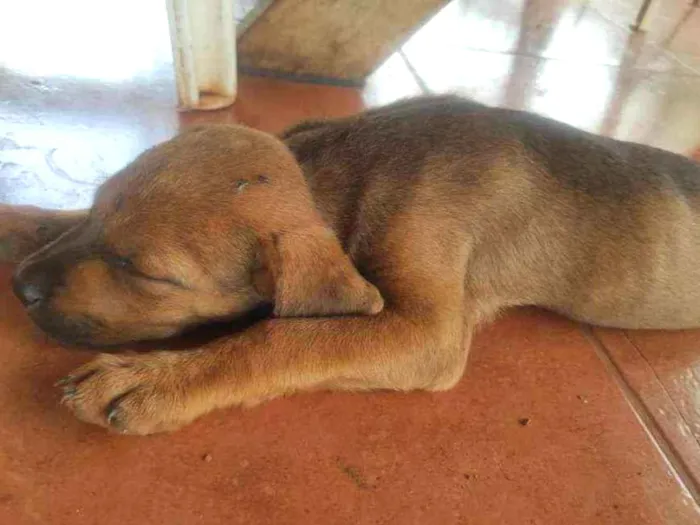 Cachorro ra a Cruza entre Vira-Lata e Fila  idade Abaixo de 2 meses nome Sem nome(s)