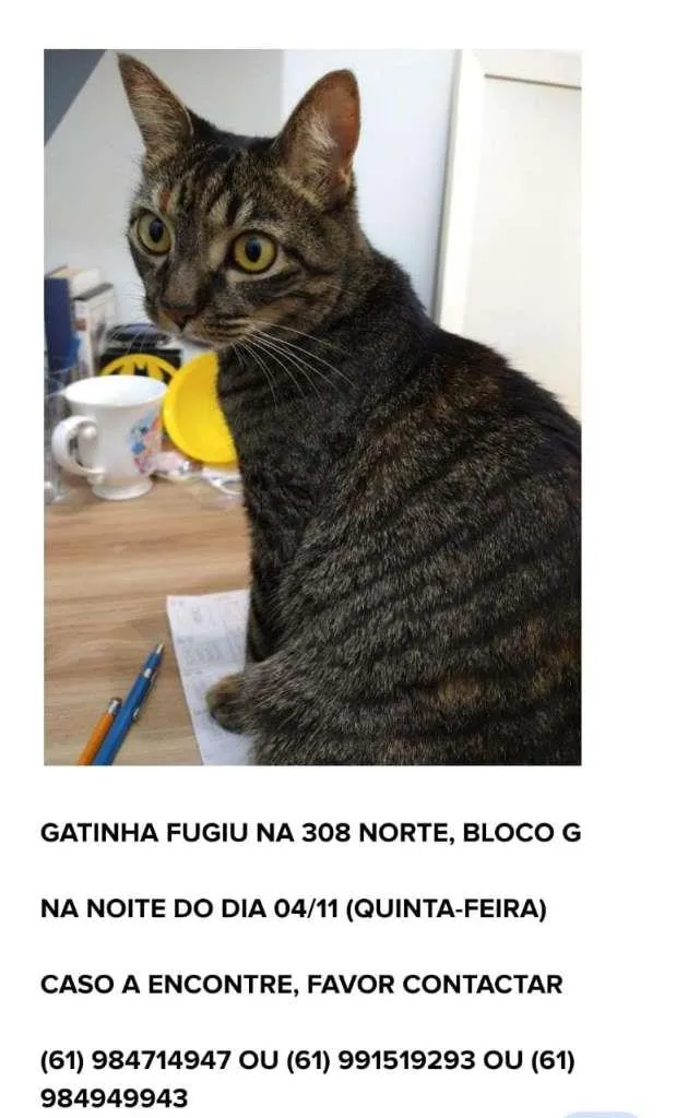 Gato ra a Vira lata idade 3 anos nome Pitchula