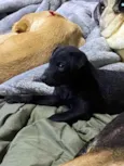 Pelé