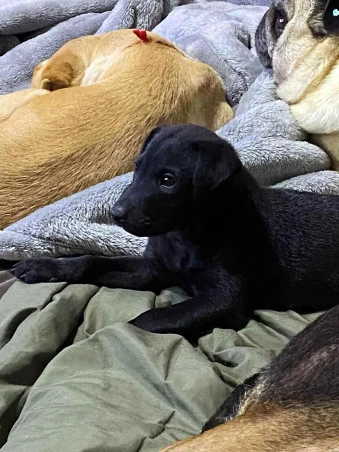 Cachorro raça SRD idade Abaixo de 2 meses nome Pelé