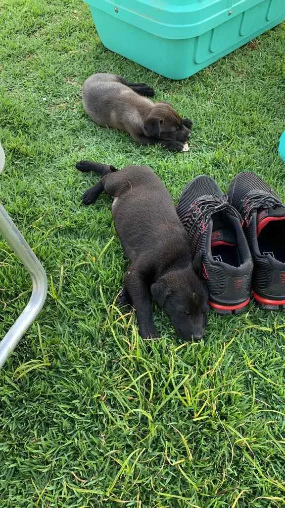 Cachorro raça SRD idade Abaixo de 2 meses nome Pelé