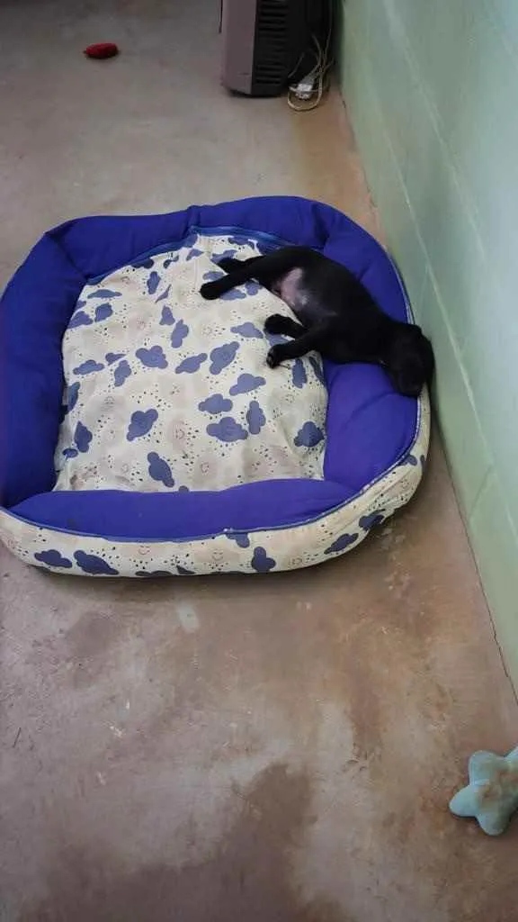 Cachorro raça SRD idade Abaixo de 2 meses nome Pelé