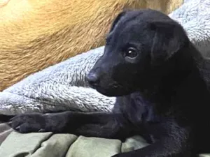 Cachorro raça SRD idade Abaixo de 2 meses nome Pelé