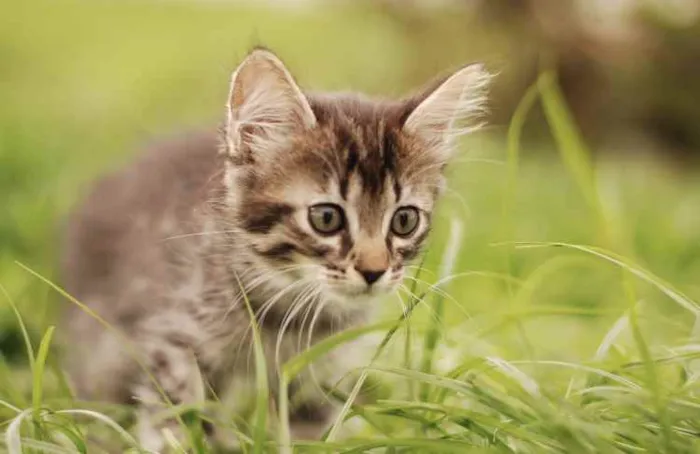 Gato ra a Srd idade Abaixo de 2 meses nome Dora