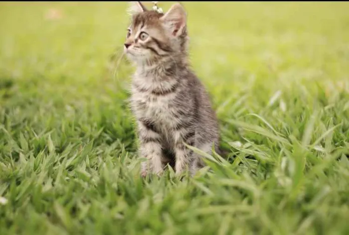 Gato ra a Srd idade Abaixo de 2 meses nome Dora