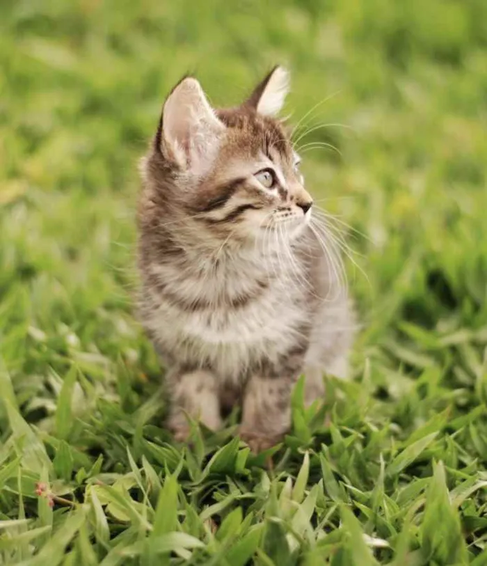 Gato ra a Srd idade Abaixo de 2 meses nome Dora