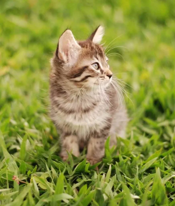 Gato ra a Srd idade Abaixo de 2 meses nome Dora