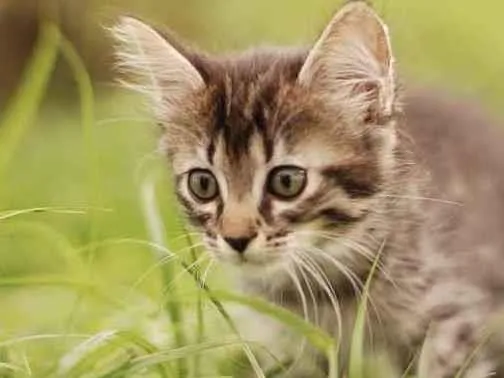 Gato ra a Srd idade Abaixo de 2 meses nome Dora