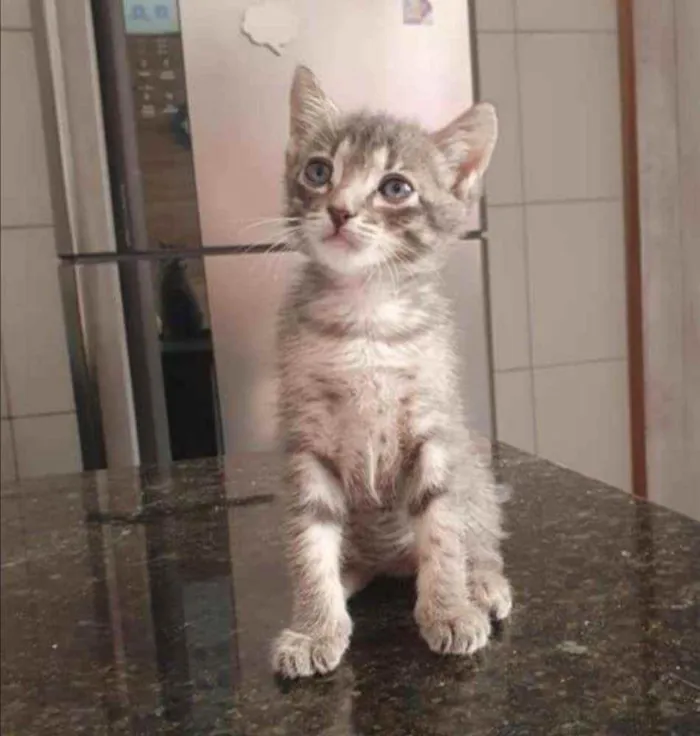 Gato ra a SRD idade Abaixo de 2 meses nome Grey