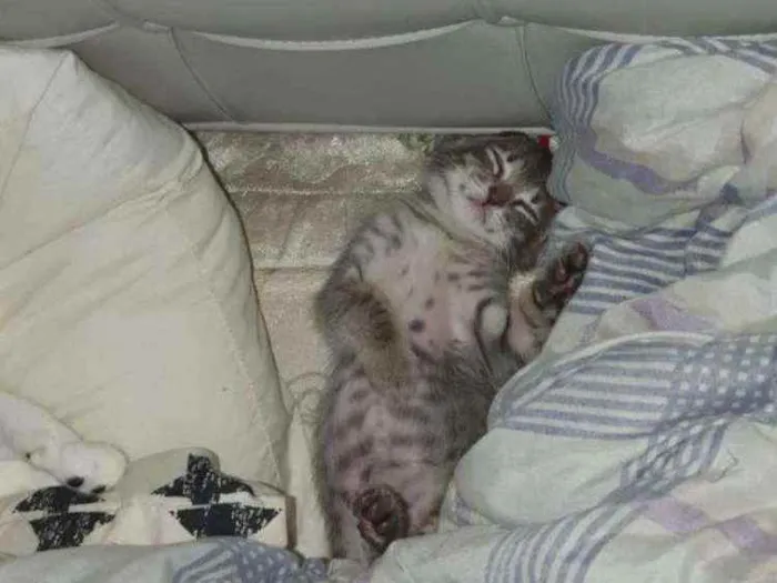 Gato ra a SRD idade Abaixo de 2 meses nome Grey