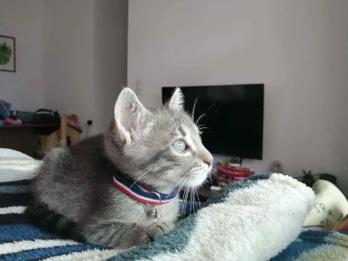 Gato ra a SRD idade Abaixo de 2 meses nome Grey