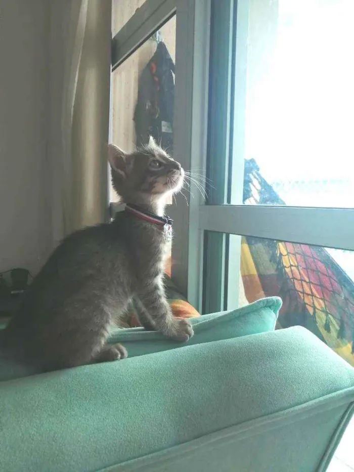 Gato ra a SRD idade Abaixo de 2 meses nome Grey