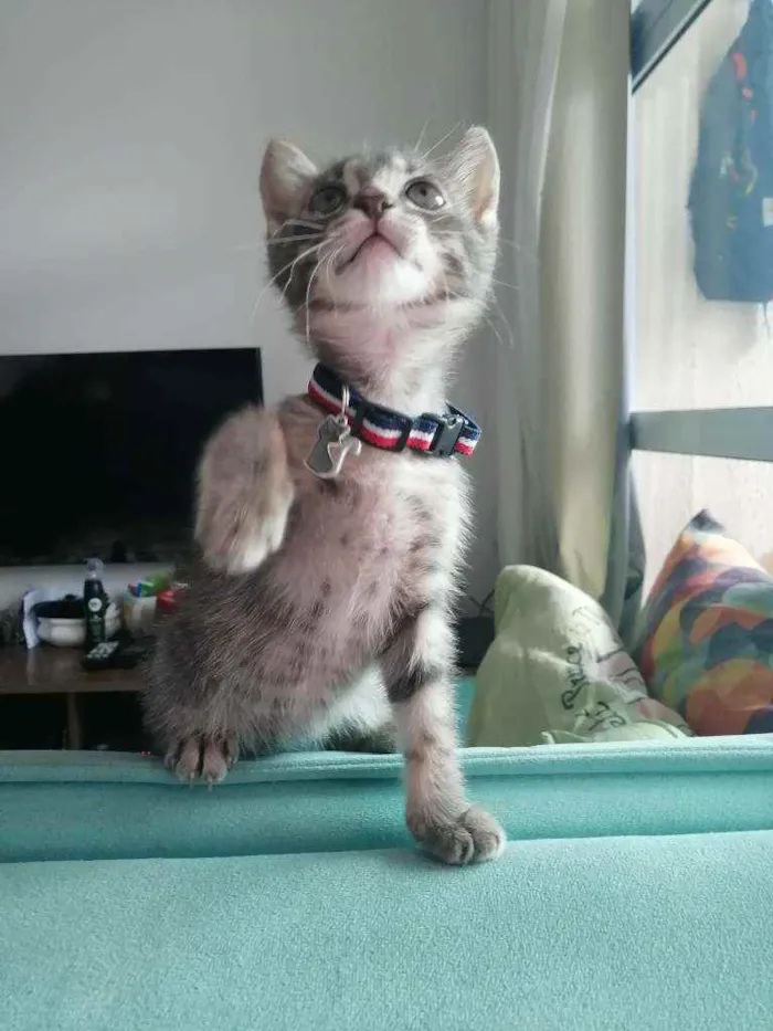 Gato ra a SRD idade Abaixo de 2 meses nome Grey