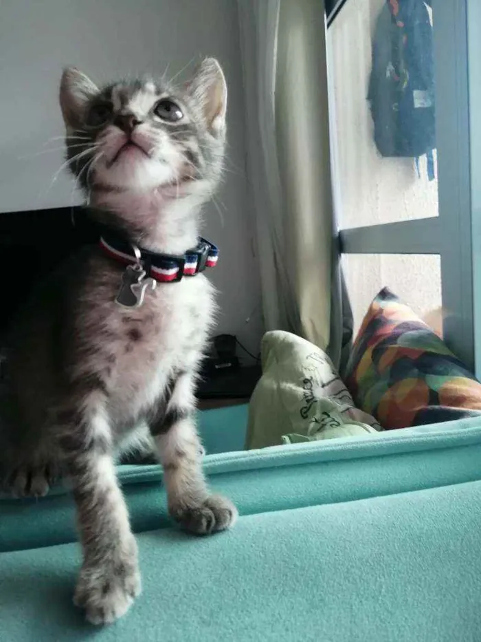 Gato ra a SRD idade Abaixo de 2 meses nome Grey
