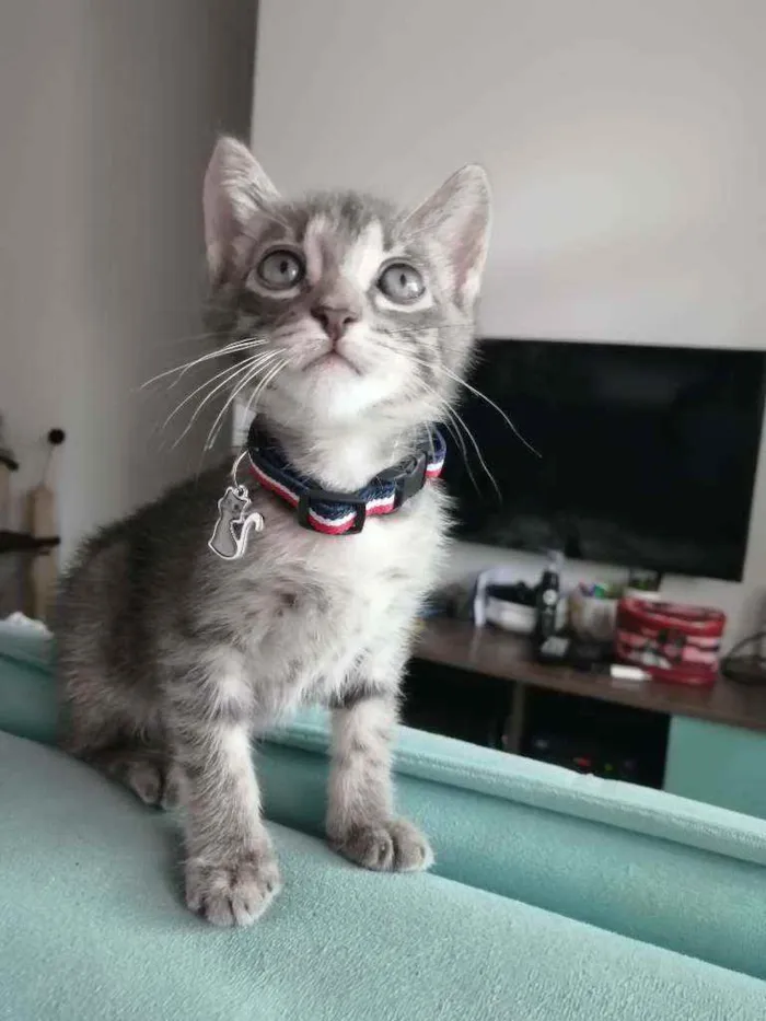 Gato ra a SRD idade Abaixo de 2 meses nome Grey