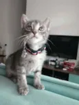 Grey