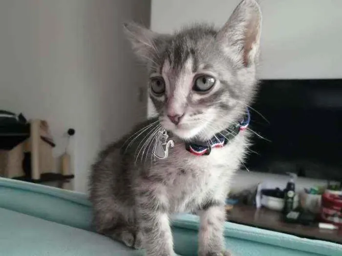 Gato ra a SRD idade Abaixo de 2 meses nome Grey