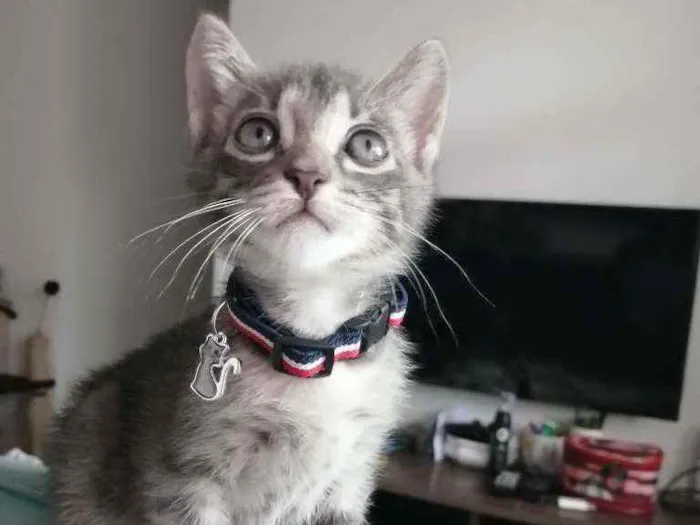 Gato ra a SRD idade Abaixo de 2 meses nome Grey