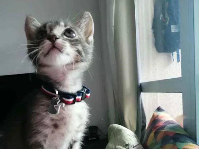 Gato ra a SRD idade Abaixo de 2 meses nome Grey