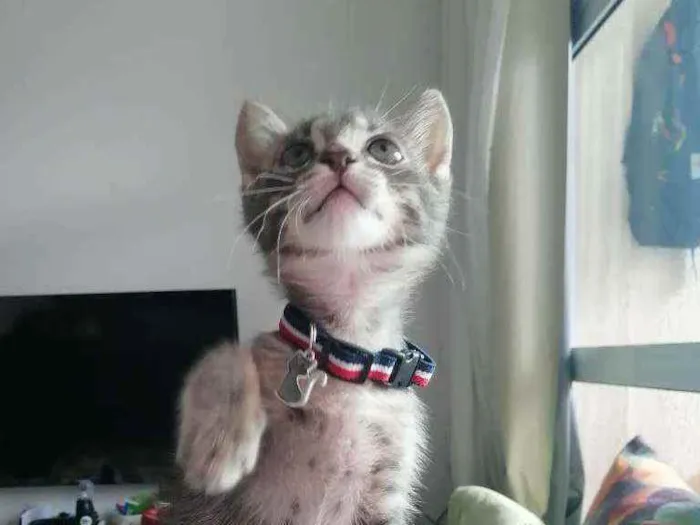 Gato ra a SRD idade Abaixo de 2 meses nome Grey