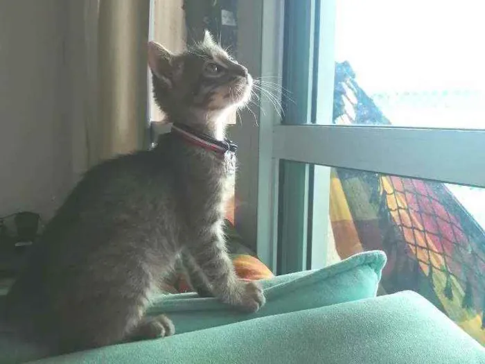 Gato ra a SRD idade Abaixo de 2 meses nome Grey