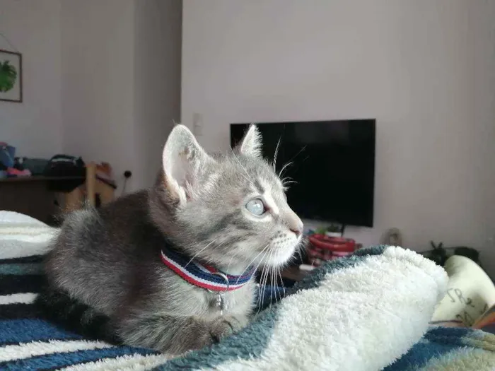 Gato ra a SRD idade Abaixo de 2 meses nome Grey