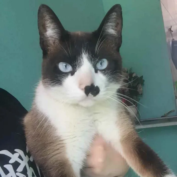 Gato raça Sem raça definida  idade 2 anos nome Não informado