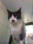 Gato raça Sem raça definida  idade 2 anos nome Não informado